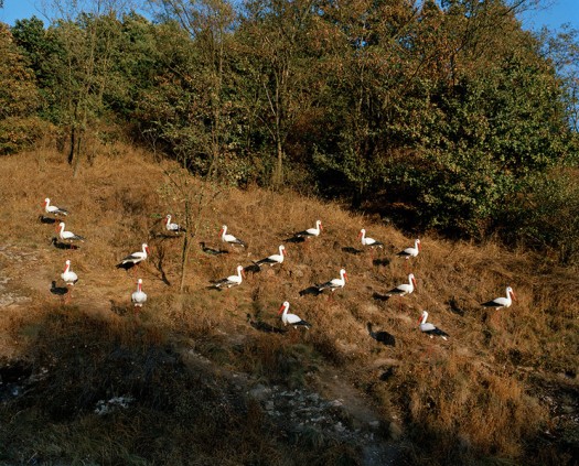 Jaap Scheeren: 'Meeting of the stocks', from '3 Roses, 9 Ravens, 12 Months' (Slovakia 2008-9)